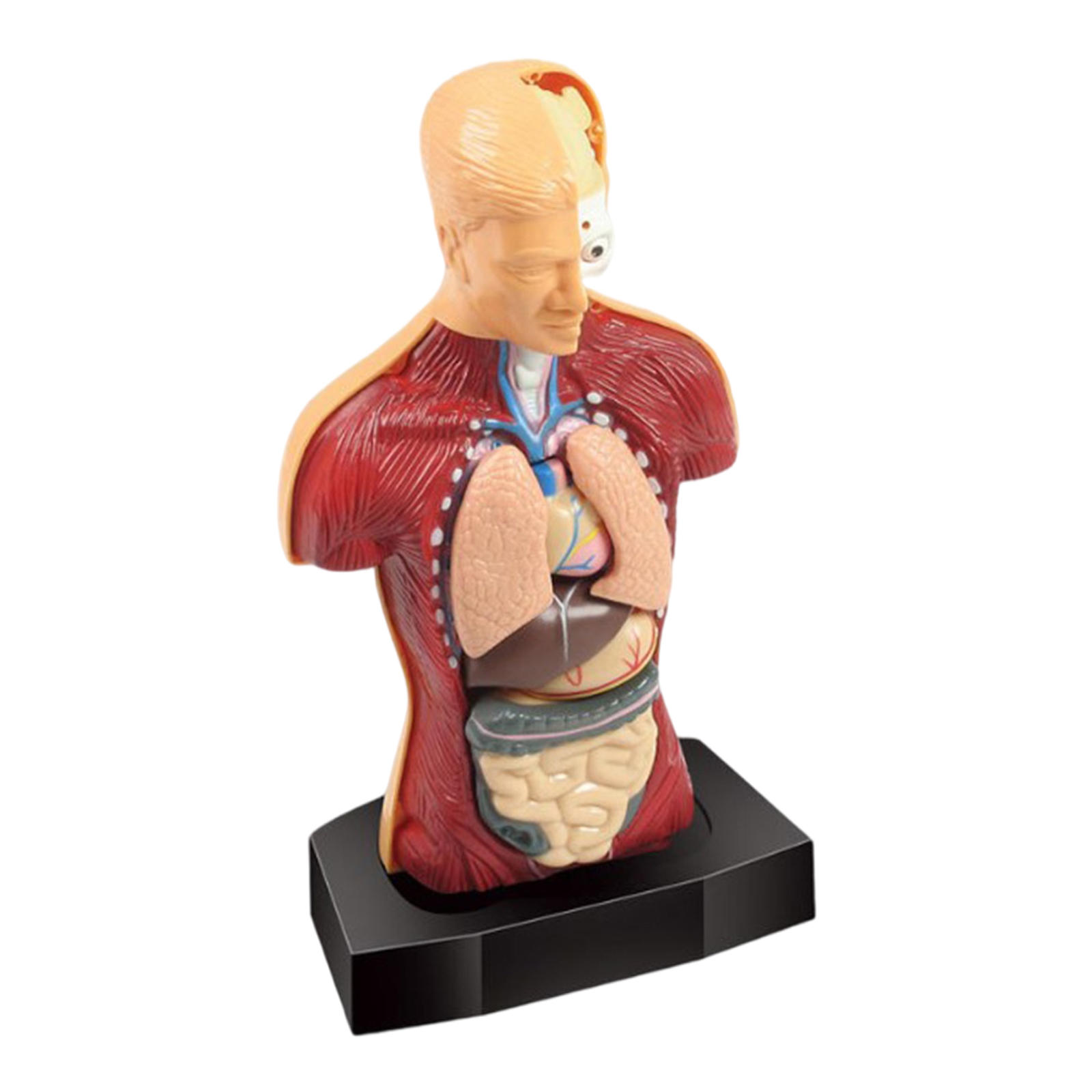 현실적인 인체 몸통 모델 데모 3D 세트 해부학 부품 과학 키트 오르간 디스플레이 내부 장기 장난감 교육